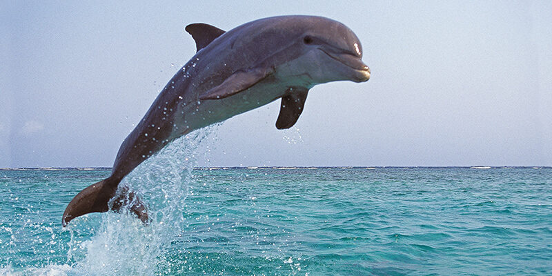 Ben jij een duikboot of dolfijn?